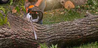 Reliable Plains, MT  Tree Services Solutions